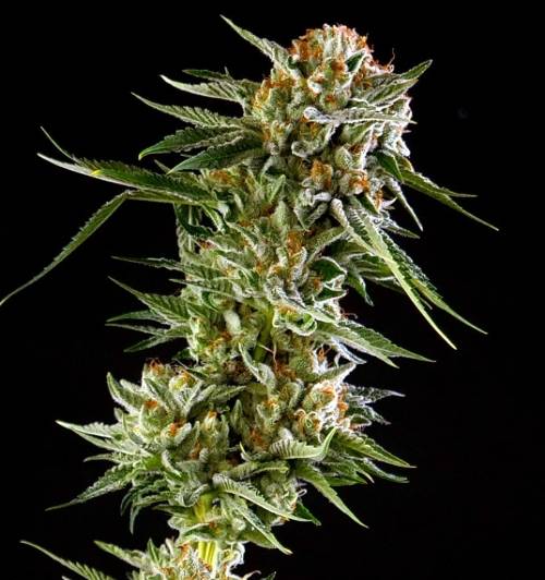 Semilla de Marihuana Original Amnesia Haze 29% THC Semilla de Marihuana Original Amnesia Haze 29% THC