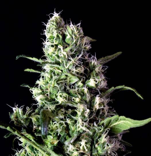 Semilla de Marihuana Tangerina Semilla de Marihuana Tangerina