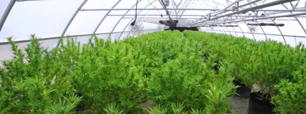 Plantación legal de CBD