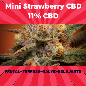 Cogollo de Flor Mini Strawberry CBD 11% CBD