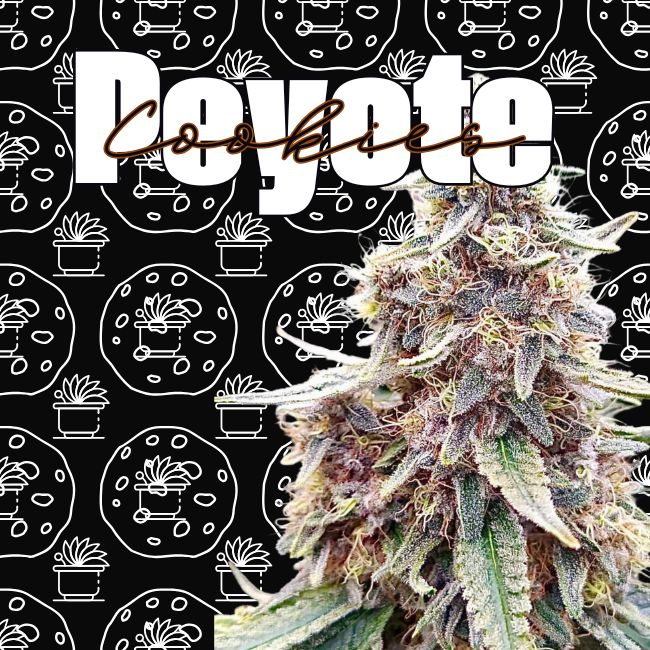 semilla-de-marihuana-feminizada-peyote-cookies-23-thc