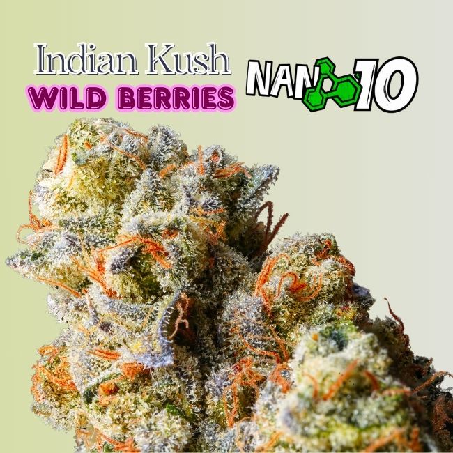 cogollo-de-flor-indian-kush-wild-berries-x-nano-10-cbd-al-55 cogollo-de-flor-indian-kush-wild-berries-x-nano-10-cbd-al-55